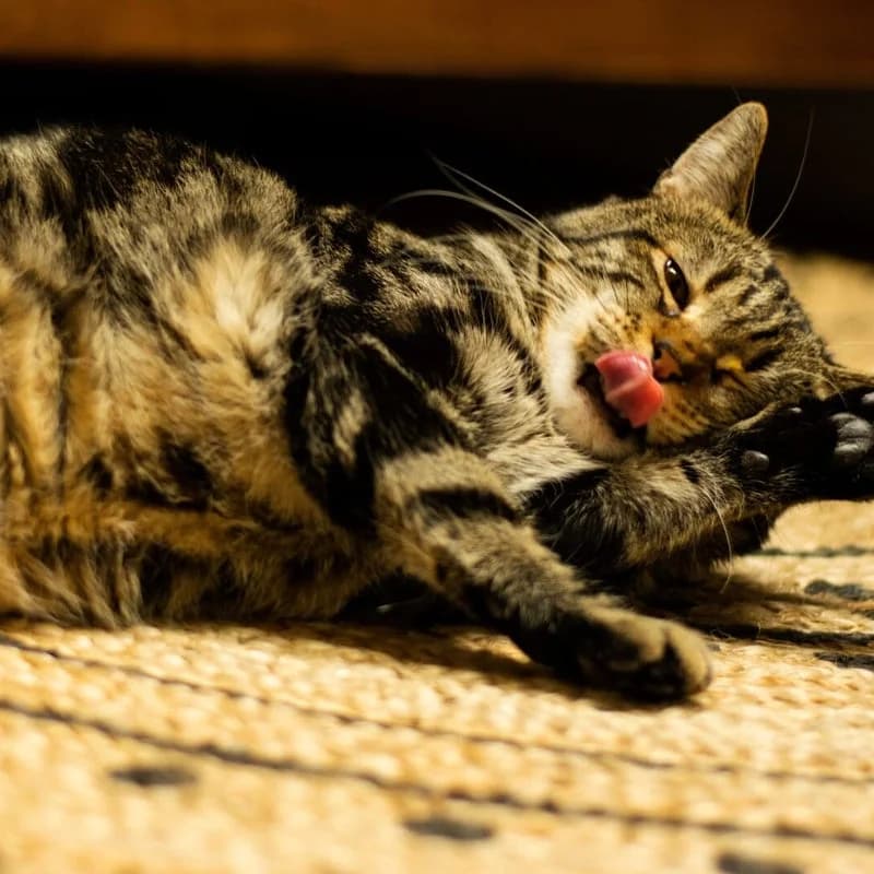 SAMBA, male 4yo European Shorthair for adoption at Association Vénus, Bordeaux