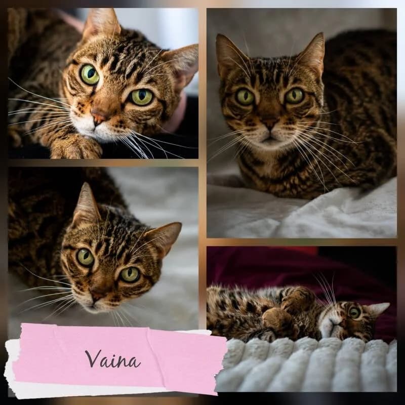 VAINA, female Mixed Breed for adoption at Association Vénus