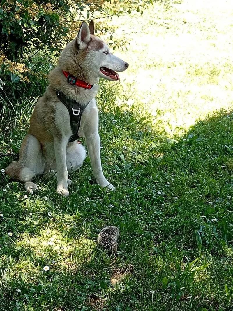 YUMI, female senior Mixed Breed for adoption at Association Vénus, Bordeaux