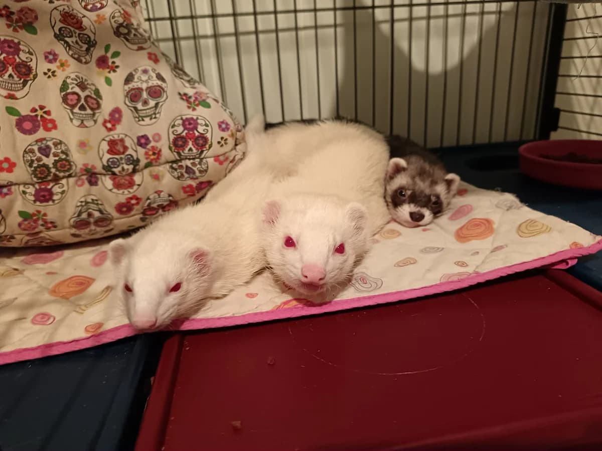 Héra, Mixed Breed for adoption at Association