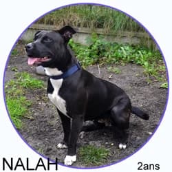 NALAH, Mixed Breed for adoption at Association Sam