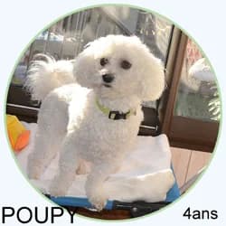 POUPY, Bichon Frisé for adoption at Association Sam