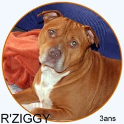 R'ZIGGY, American Bully for adoption at Association Sam