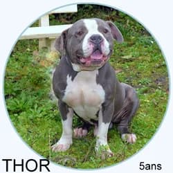 THOR, American Bully for adoption at Association Sam