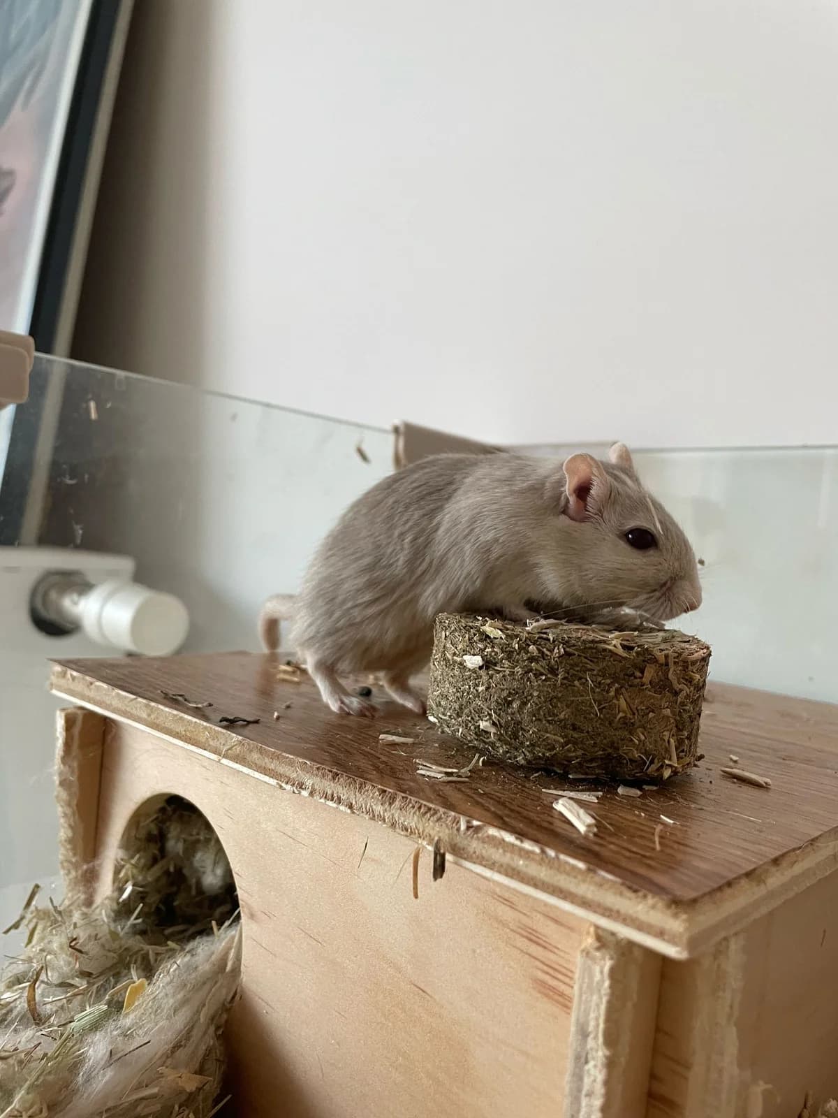 Coquillette – Gerbille Mâle, male young mixed breed for adoption at Au Bazar des NAC