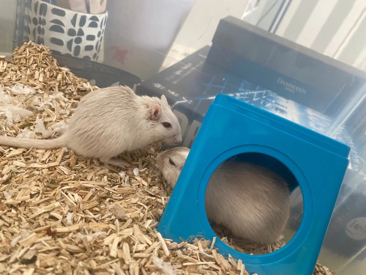 Milo et Bernard, male mixed breed for adoption at Au Bazar des NAC