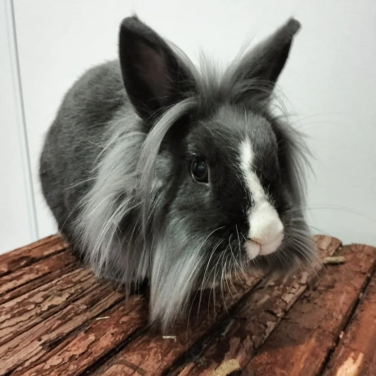 Milky, female young mixed breed for adoption at Au Bazar des NAC