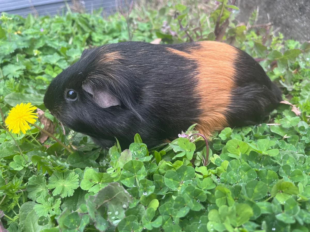 Little, male young mixed breed for adoption at Au Bazar des NAC