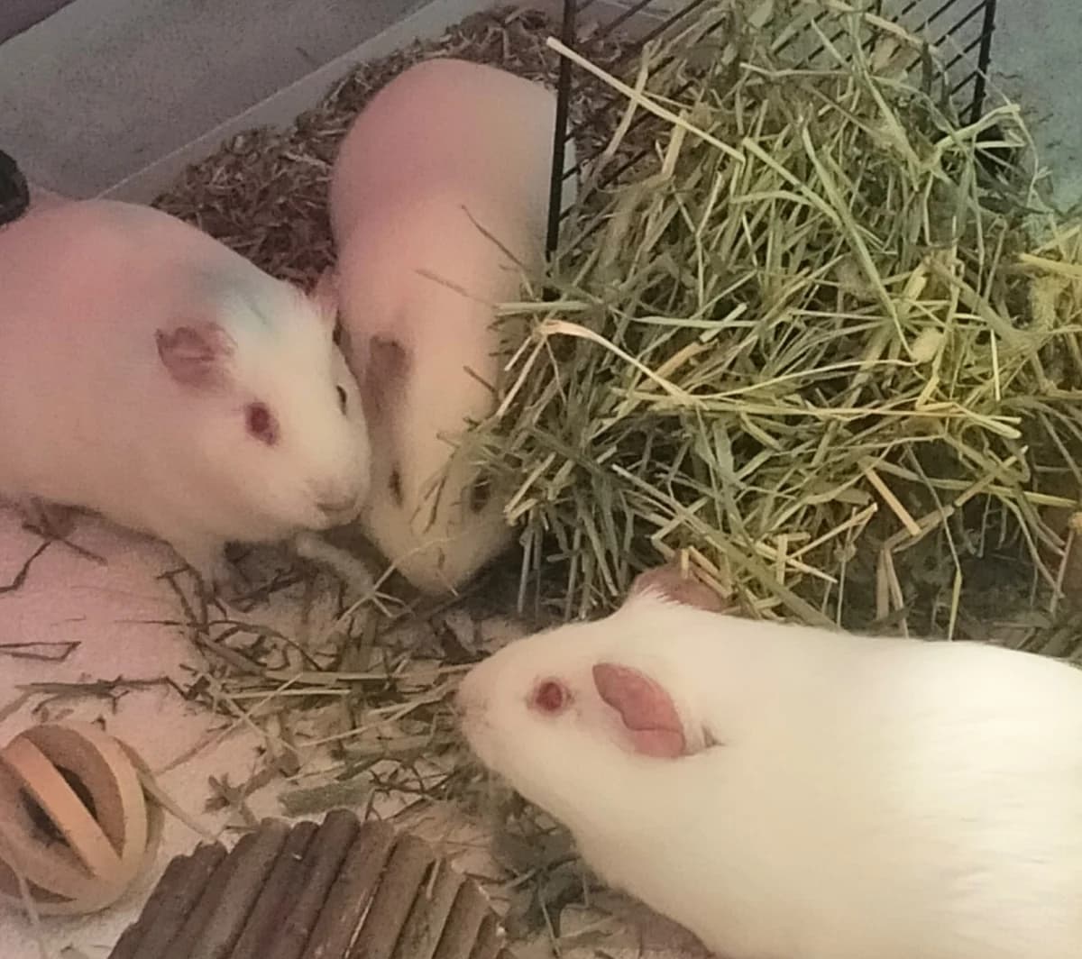 Fripouille, Chipie et Doudou, female young mixed breed for adoption at Au Bazar des NAC