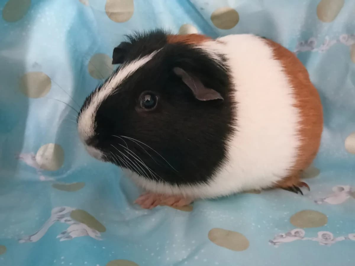 Muffin, male young mixed breed for adoption at Au Bazar des NAC