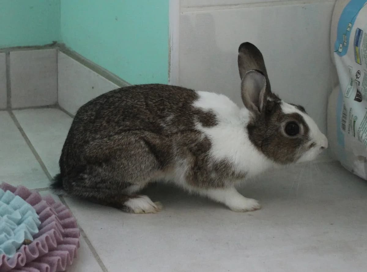 Toumaï, female young mixed breed for adoption at Au Bazar des NAC