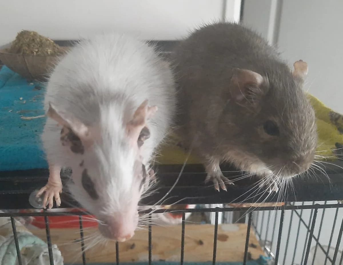 Jonas et Gégé, male 5yo mixed breed for adoption at Au Bazar des NAC