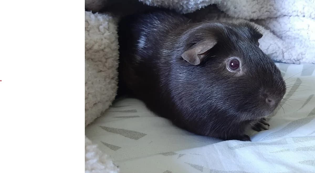 Buzz, male young mixed breed for adoption at Au Bazar des NAC