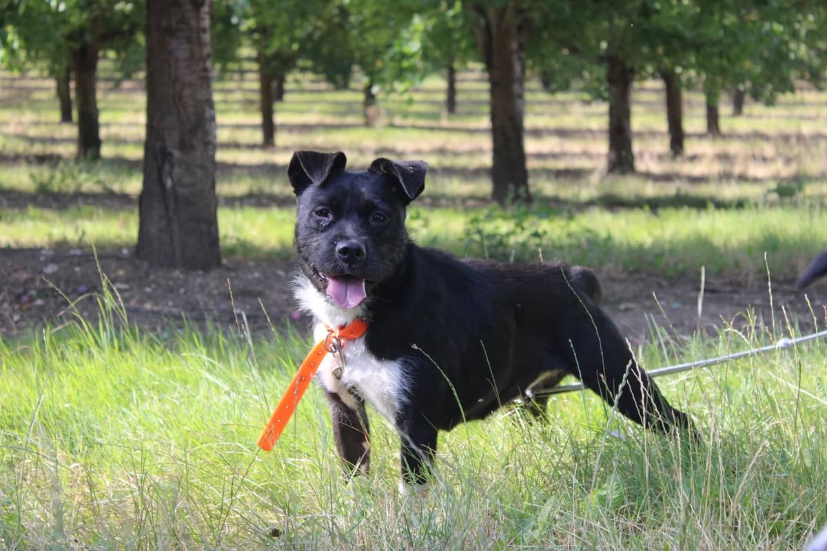 Stella, puppy Mixed Breed for adoption at Auberge des 4 Pattes, Villeneuve-de-Duras
