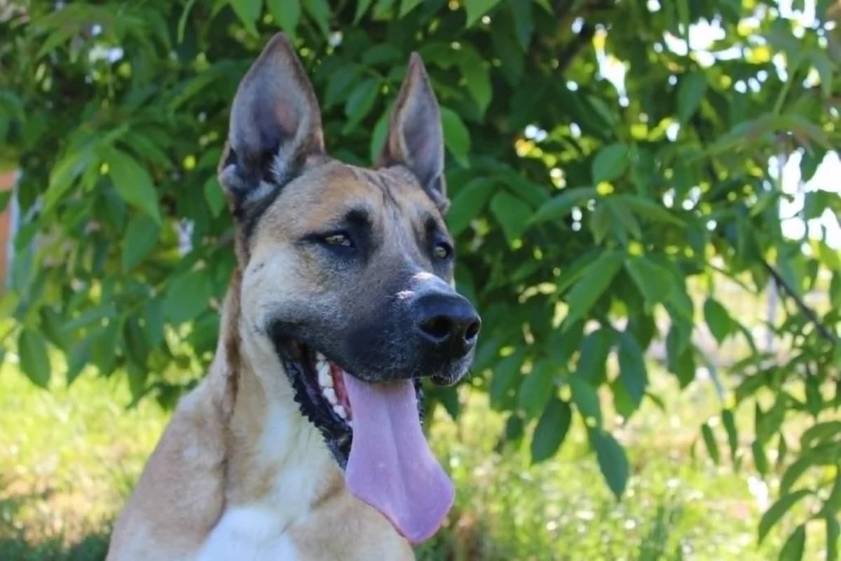 Aiko, 3yo Mixed Breed for adoption at Auberge des 4 Pattes, Villeneuve-de-Duras