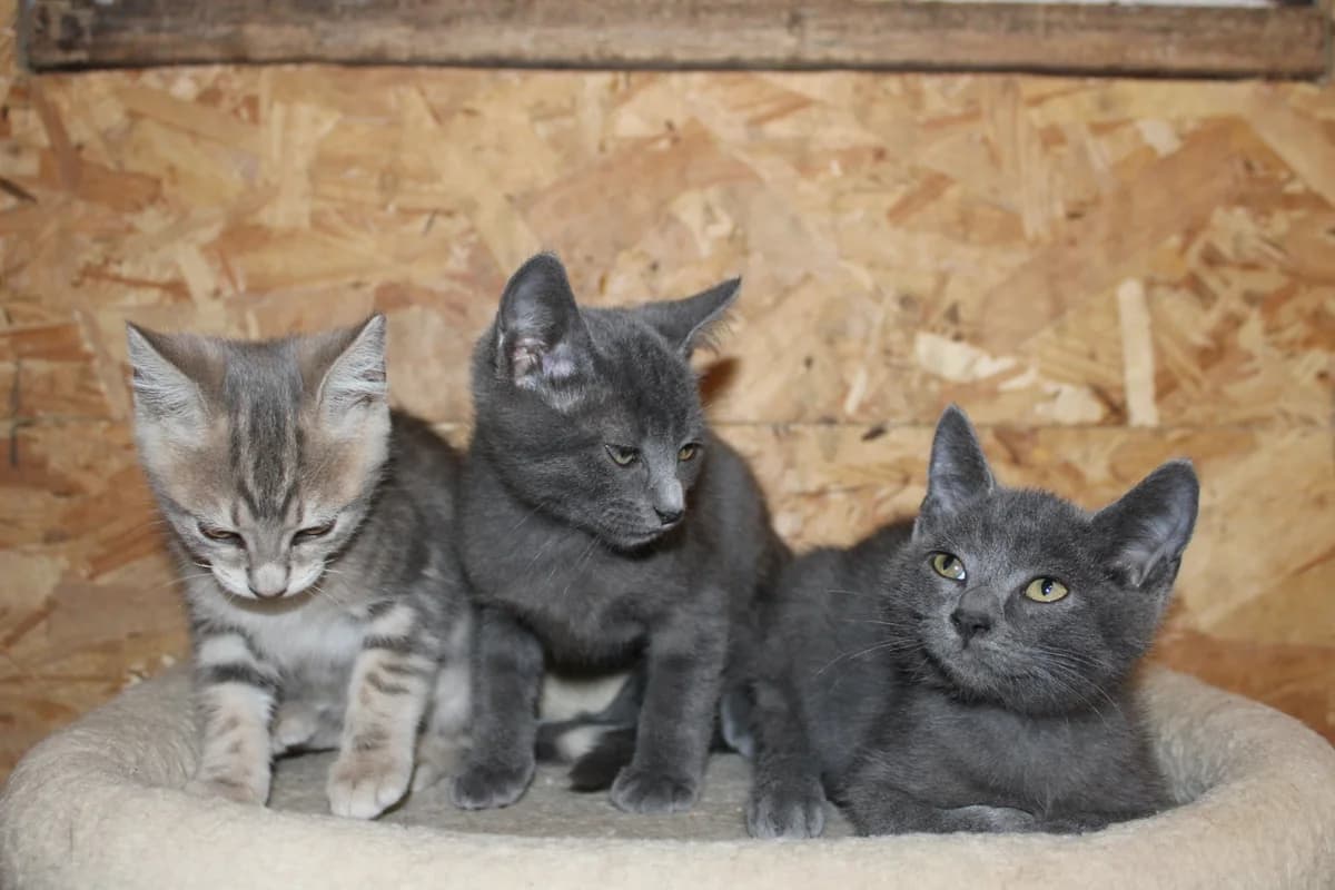 Chatons 3 mois, male puppy Mixed Breed for adoption at Auberge des 4 Pattes, Villeneuve-de-Duras