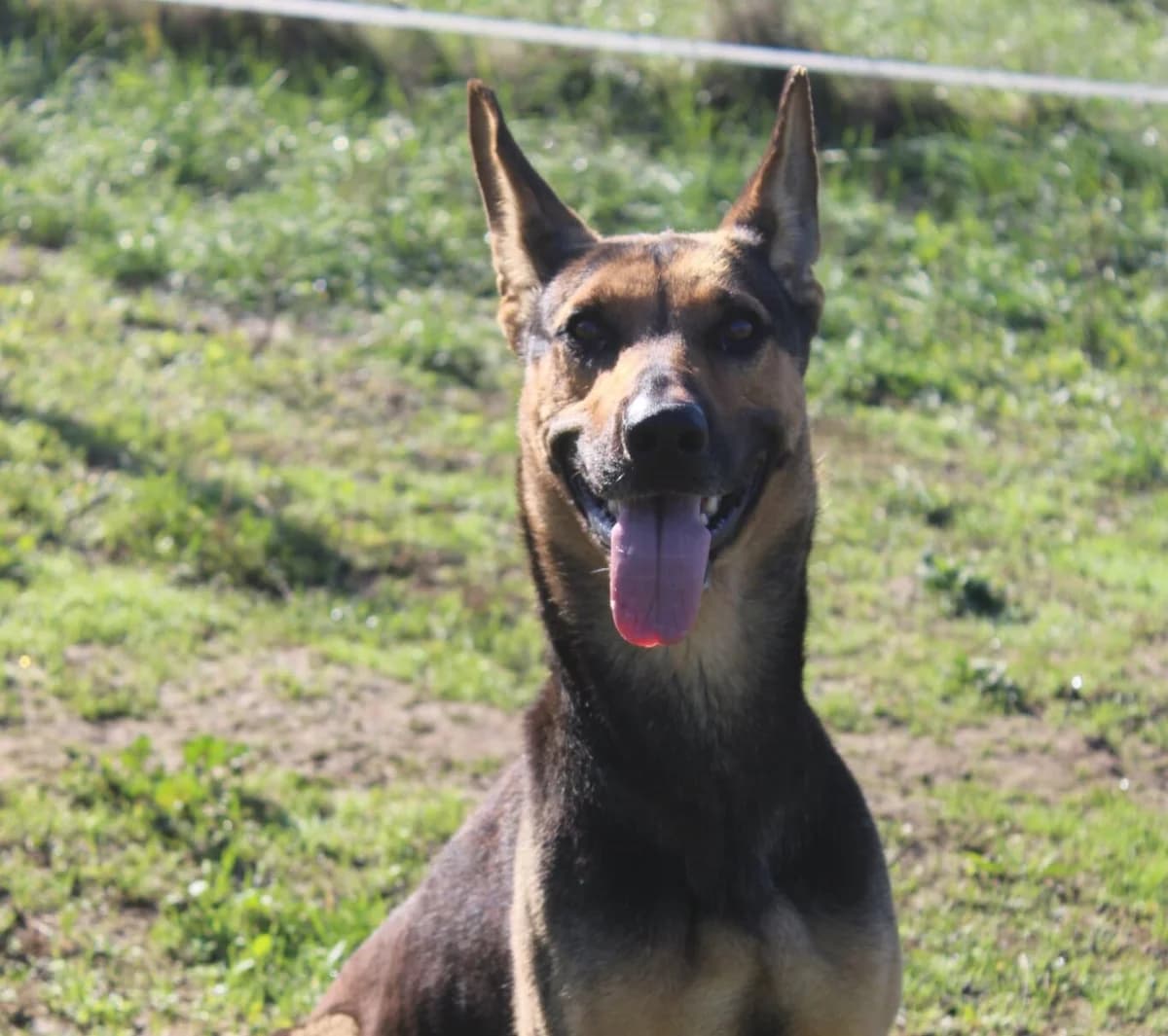 Jumba, 6yo Mixed Breed for adoption at Auberge des 4 Pattes, Villeneuve-de-Duras