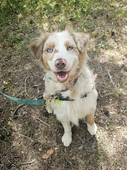 Anoushka, female Australian Shepherd for adoption at AUDACCE – Refuge de la Vallée de l, Barcelonnette