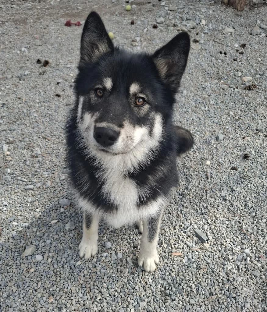 Arcane, male Husky for adoption at AUDACCE – Refuge de la Vallée de l, Barcelonnette