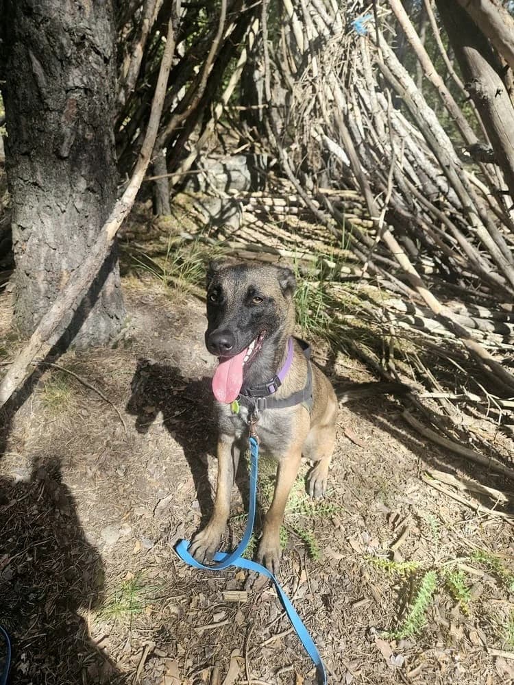 Aria, female Belgian Malinois for adoption at AUDACCE – Refuge de la Vallée de l, Barcelonnette