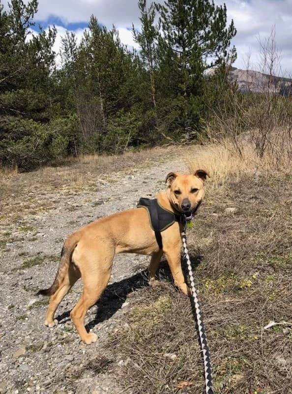 Ava, female Staffordshire Bull Terrier for adoption at AUDACCE – Refuge de la Vallée de l, Barcelonnette