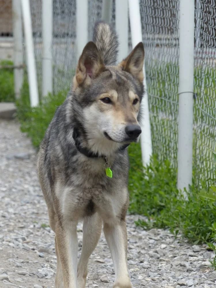 Baloo, male mixed breed for adoption at AUDACCE – Refuge de la Vallée de l, Barcelonnette
