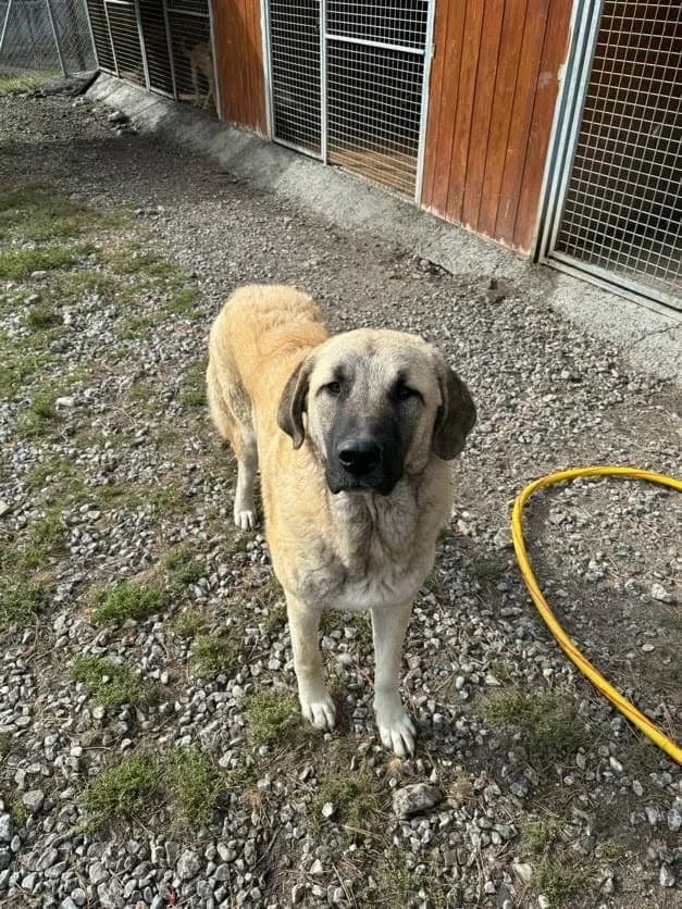 Barbès, male mixed breed for adoption at AUDACCE – Refuge de la Vallée de l, Barcelonnette