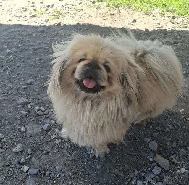 Booba, male mixed breed for adoption at AUDACCE – Refuge de la Vallée de l, Barcelonnette