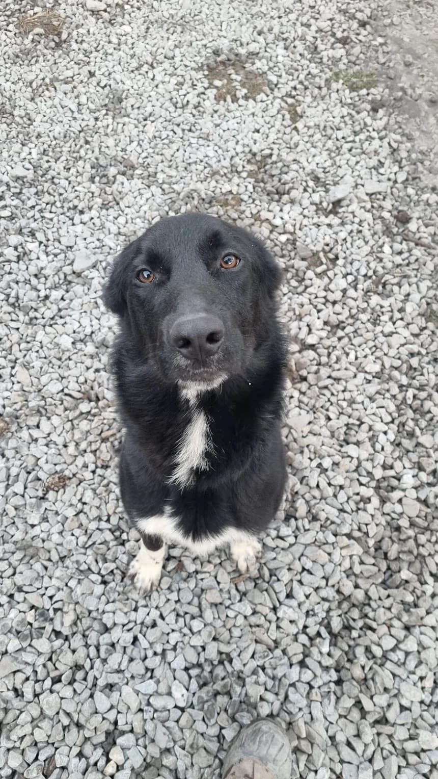 Chaussette, male mixed breed for adoption at AUDACCE – Refuge de la Vallée de l, Barcelonnette