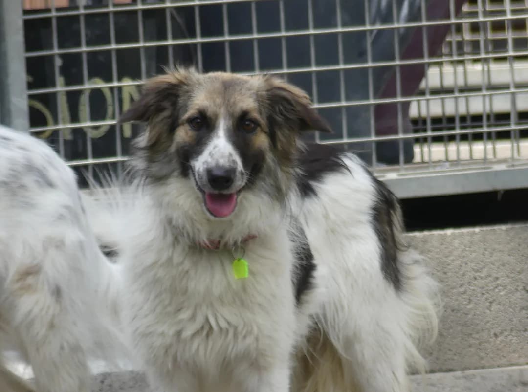 Cristalline, female Border Collie for adoption at AUDACCE – Refuge de la Vallée de l, Barcelonnette