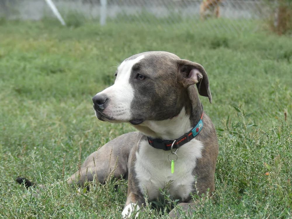 Gustave, male mixed breed for adoption at AUDACCE – Refuge de la Vallée de l, Barcelonnette