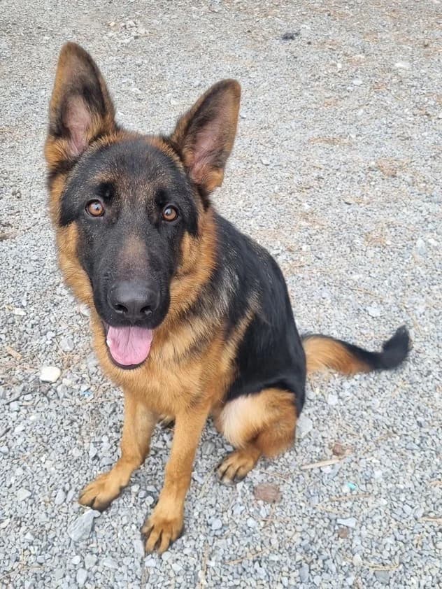 Hopps, male German Shepherd for adoption at AUDACCE – Refuge de la Vallée de l, Barcelonnette