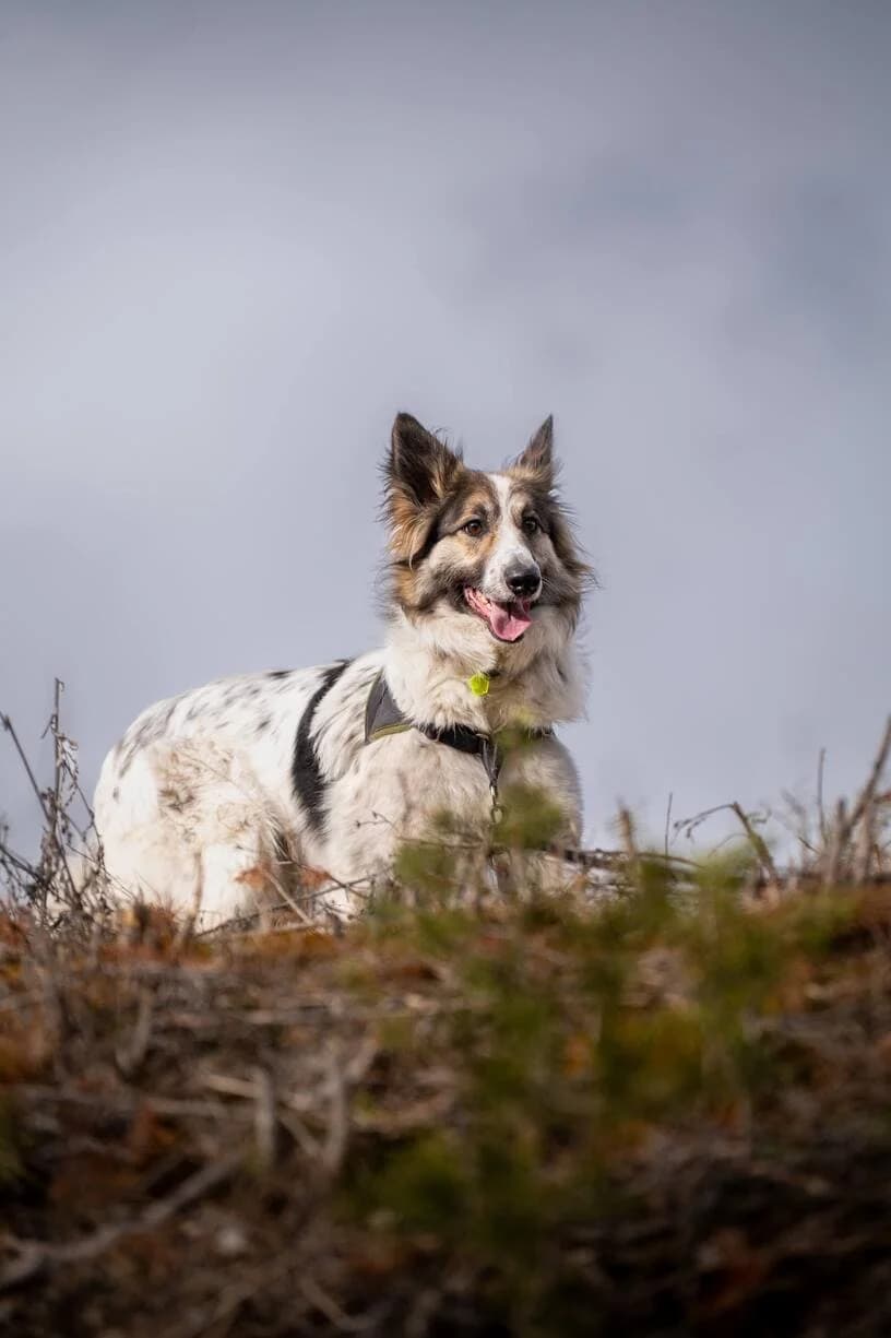 Jasper, male Border Collie for adoption at AUDACCE – Refuge de la Vallée de l, Barcelonnette