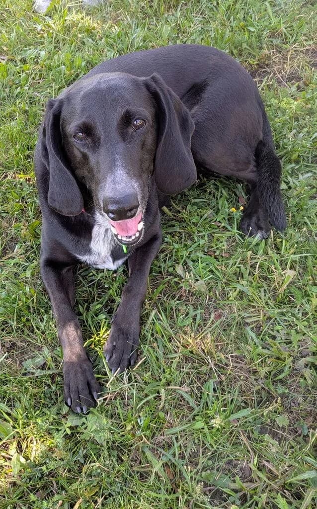 Kiara, female Labrador Retriever for adoption at AUDACCE – Refuge de la Vallée de l, Barcelonnette