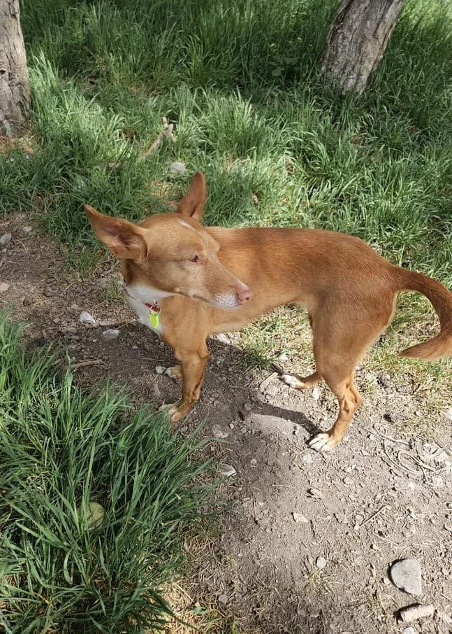 Kyla, female Podenco for adoption at AUDACCE – Refuge de la Vallée de l, Barcelonnette
