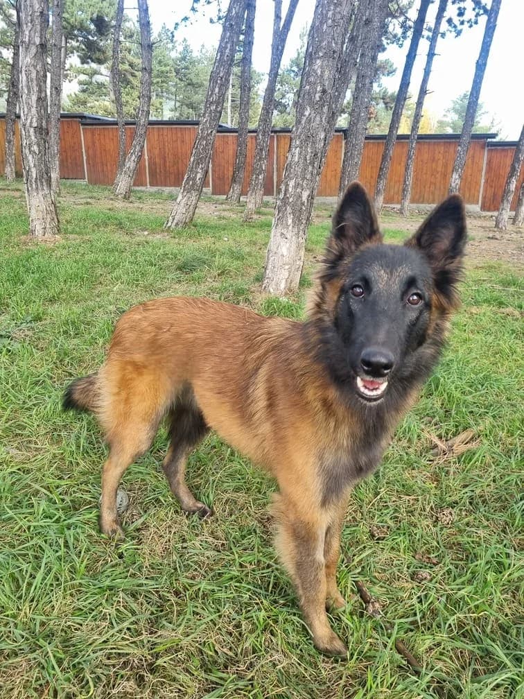 Lilith, female Belgian Malinois for adoption at AUDACCE – Refuge de la Vallée de l, Barcelonnette