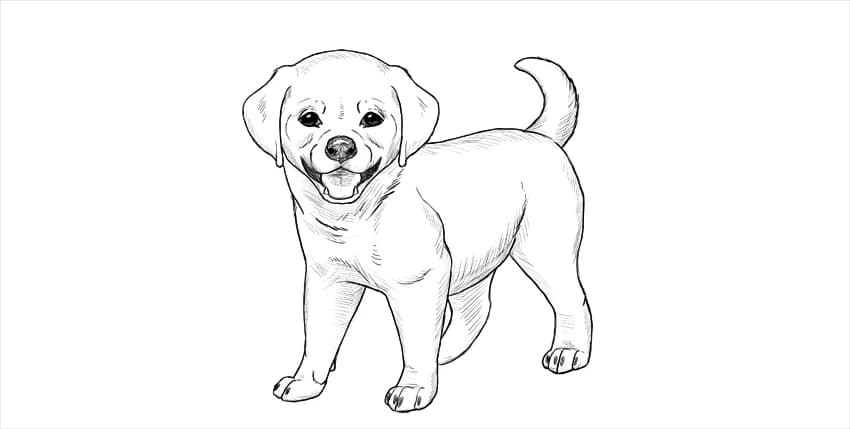 Pas de chiot disponible, mixed breed for adoption at AUDACCE – Refuge de la Vallée de l, Barcelonnette