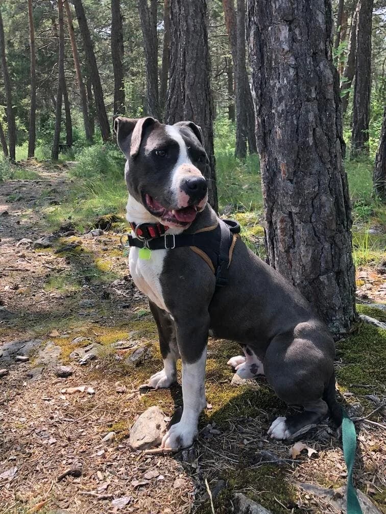 Rocky, male American Staffordshire Terrier for adoption at AUDACCE – Refuge de la Vallée de l, Barcelonnette
