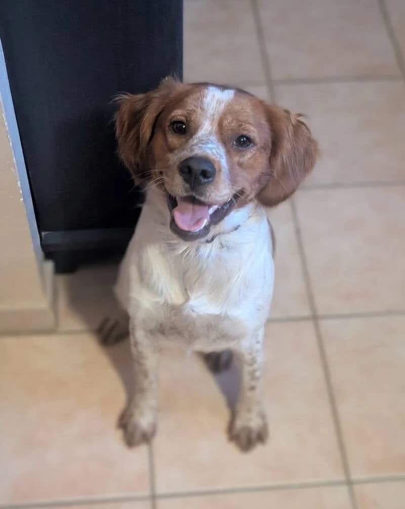 Tacos, male young Brittany Spaniel for adoption at Au Royaume Câlin