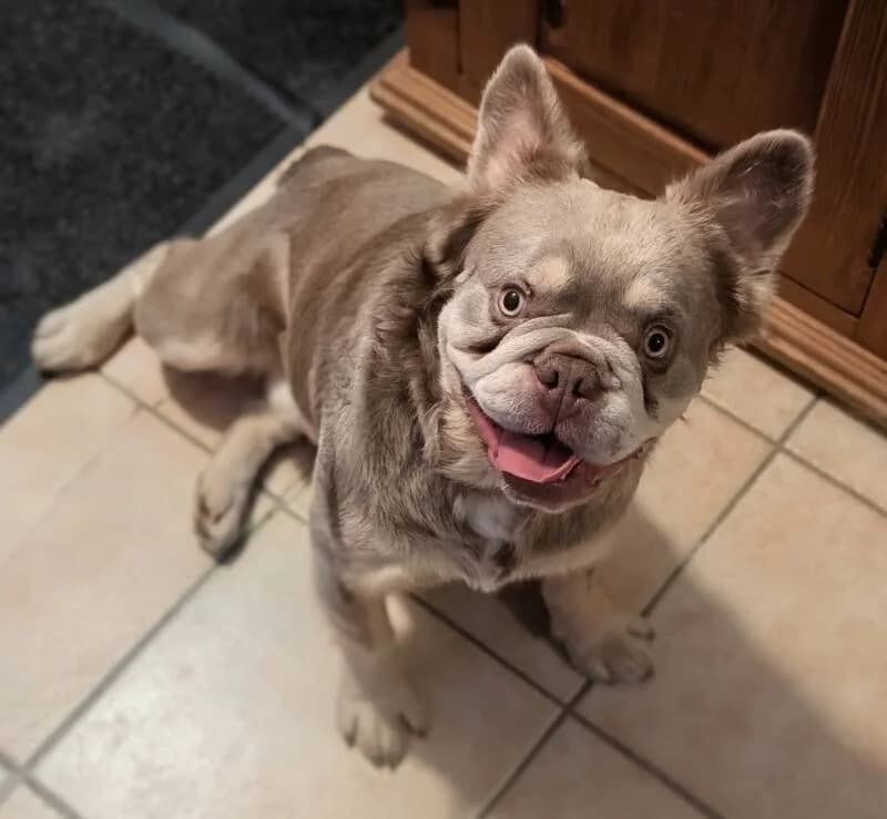 Vador, male young French Bulldog for adoption at Au Royaume Câlin
