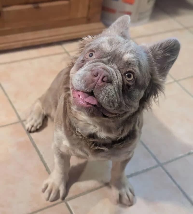 Donia, female young French Bulldog for adoption at Au Royaume Câlin