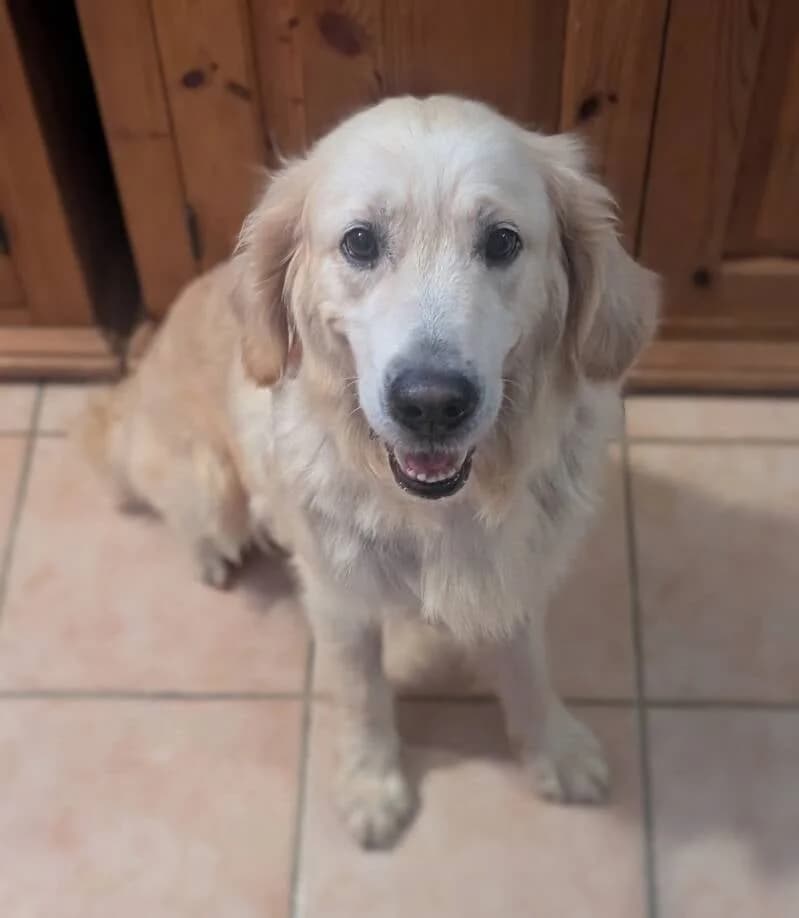 Elfy, female 5yo Golden Retriever for adoption at Au Royaume Câlin