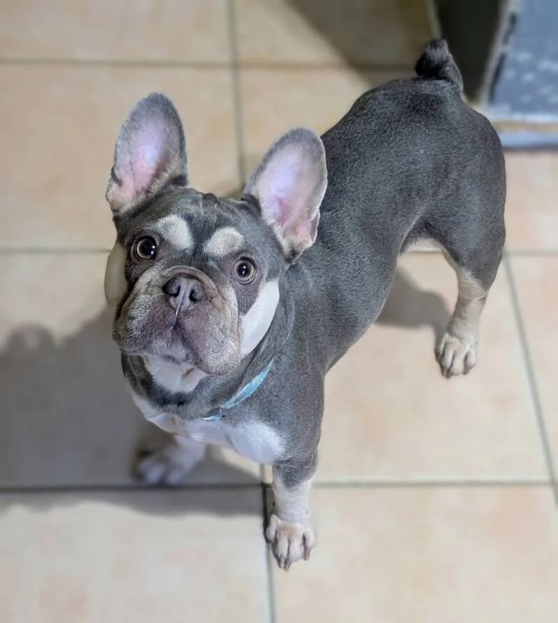 Nami, female 3yo French Bulldog for adoption at Au Royaume Câlin