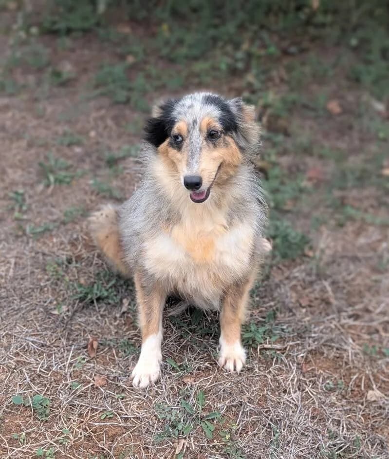 Saori, female 5yo mixed breed for adoption at Au Royaume Câlin
