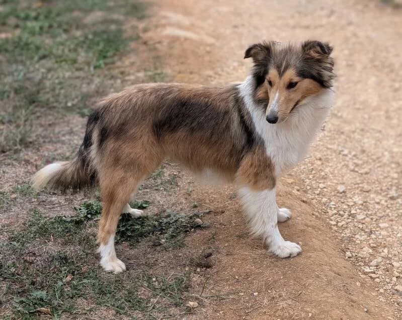 Anya, female young mixed breed for adoption at Au Royaume Câlin