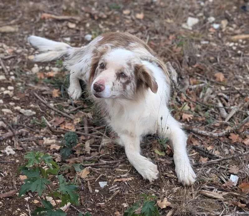 Shoon-Hee, female 5yo Border Collie for adoption at Au Royaume Câlin