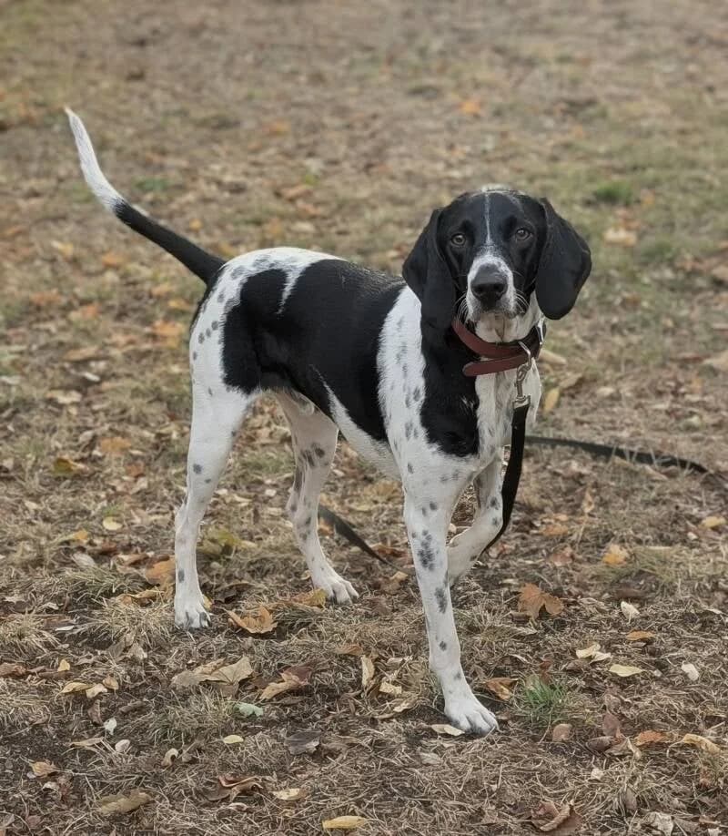 Amarok, male young Pointer for adoption at Au Royaume Câlin