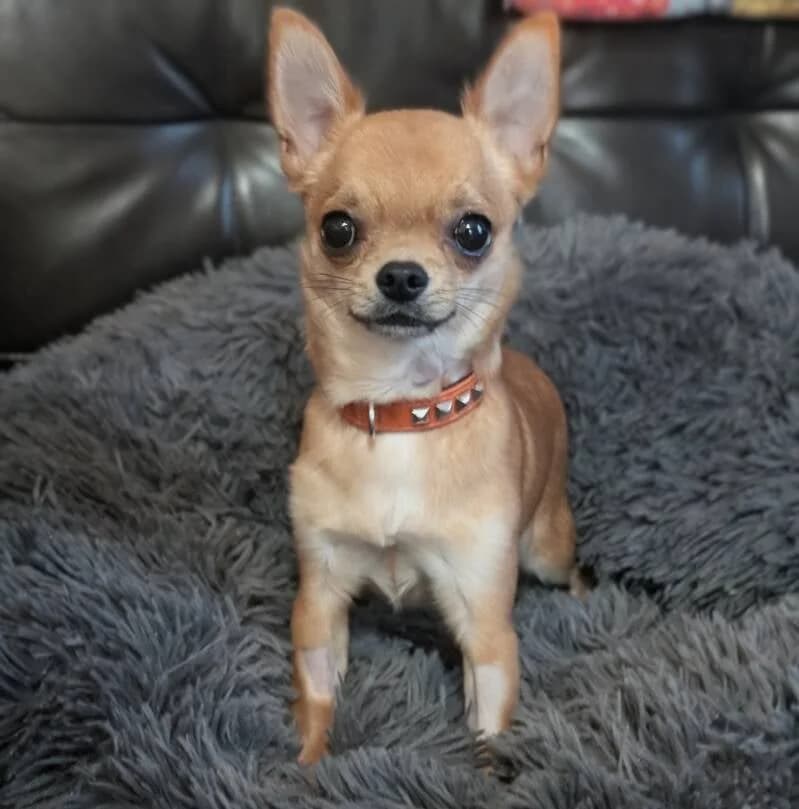 Kobby, male puppy Chihuahua for adoption at Au Royaume Câlin