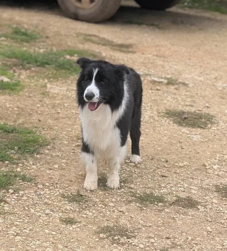 Sanji, male 5yo Border Collie for adoption at Au Royaume Câlin