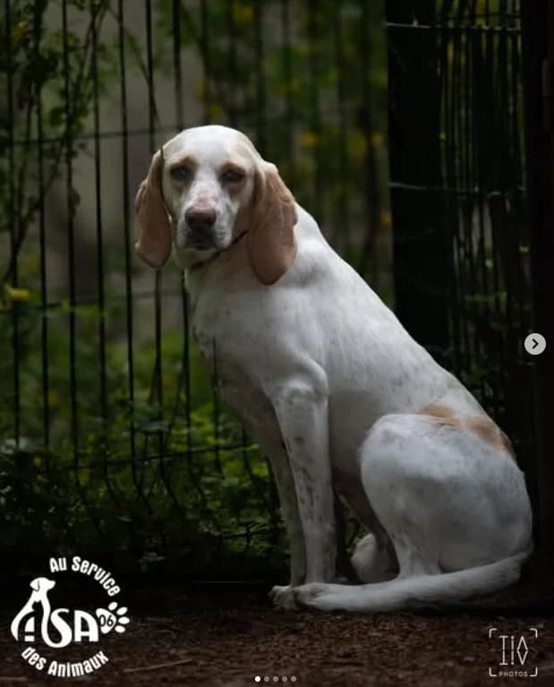 Dolly, female 4yo Mixed Breed for adoption at Au Service des Animaux 06 – Refuge de Mougins